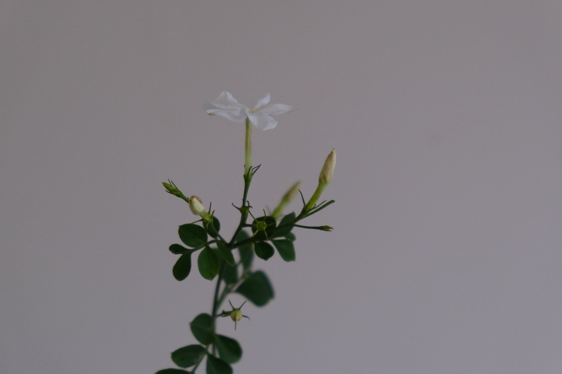 Delicate white blooms