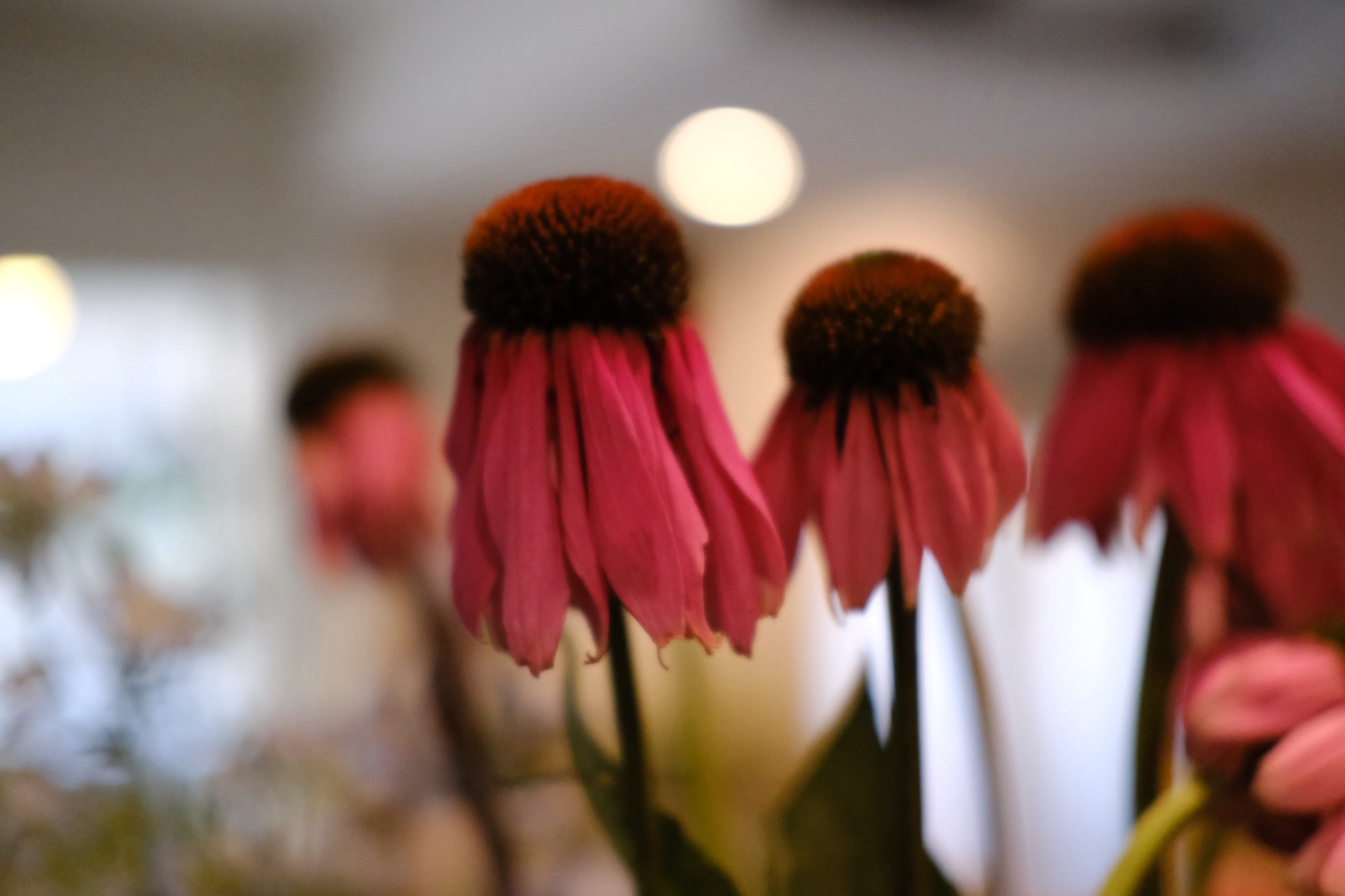 Pink cone flowers