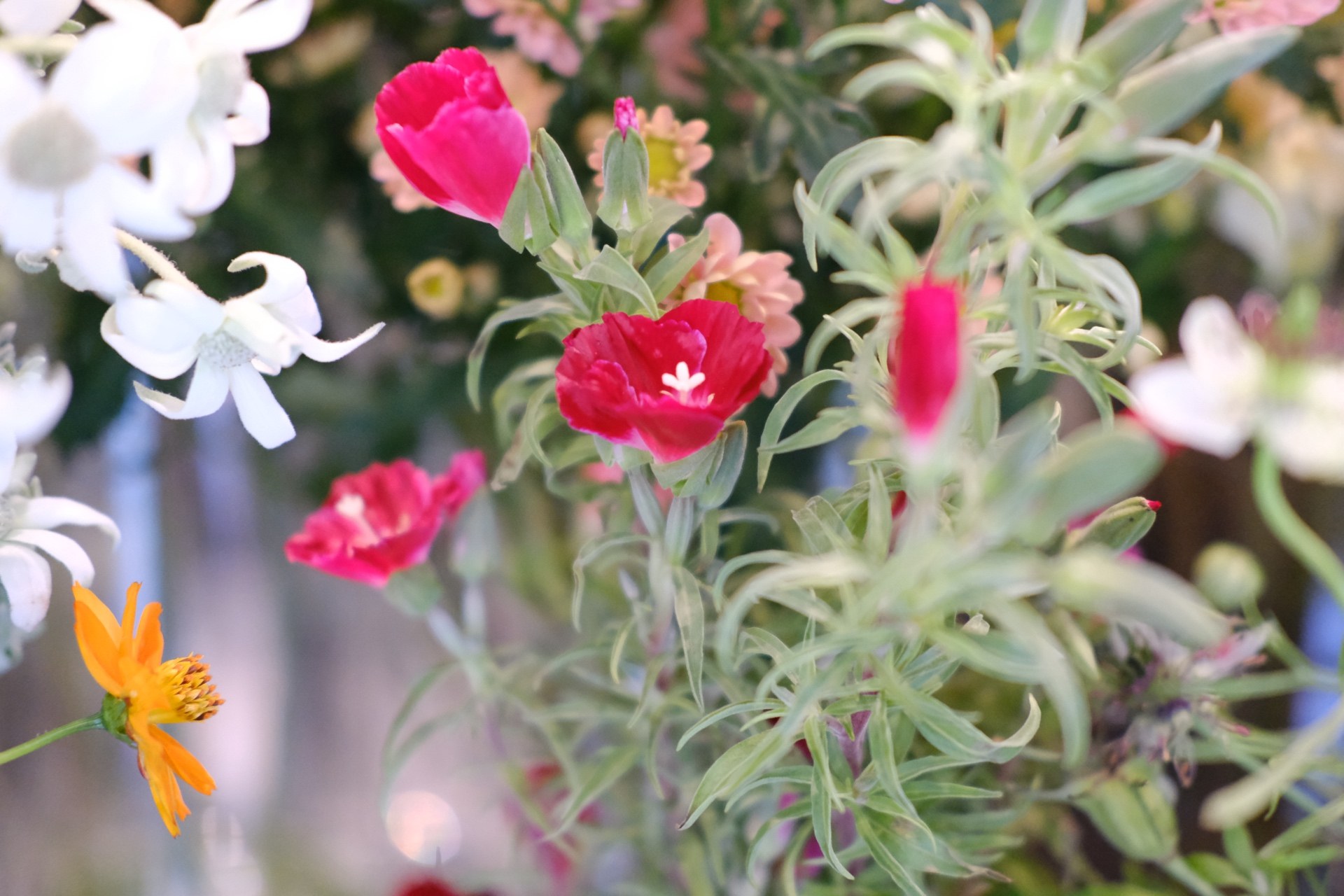 Colorful floral close-up