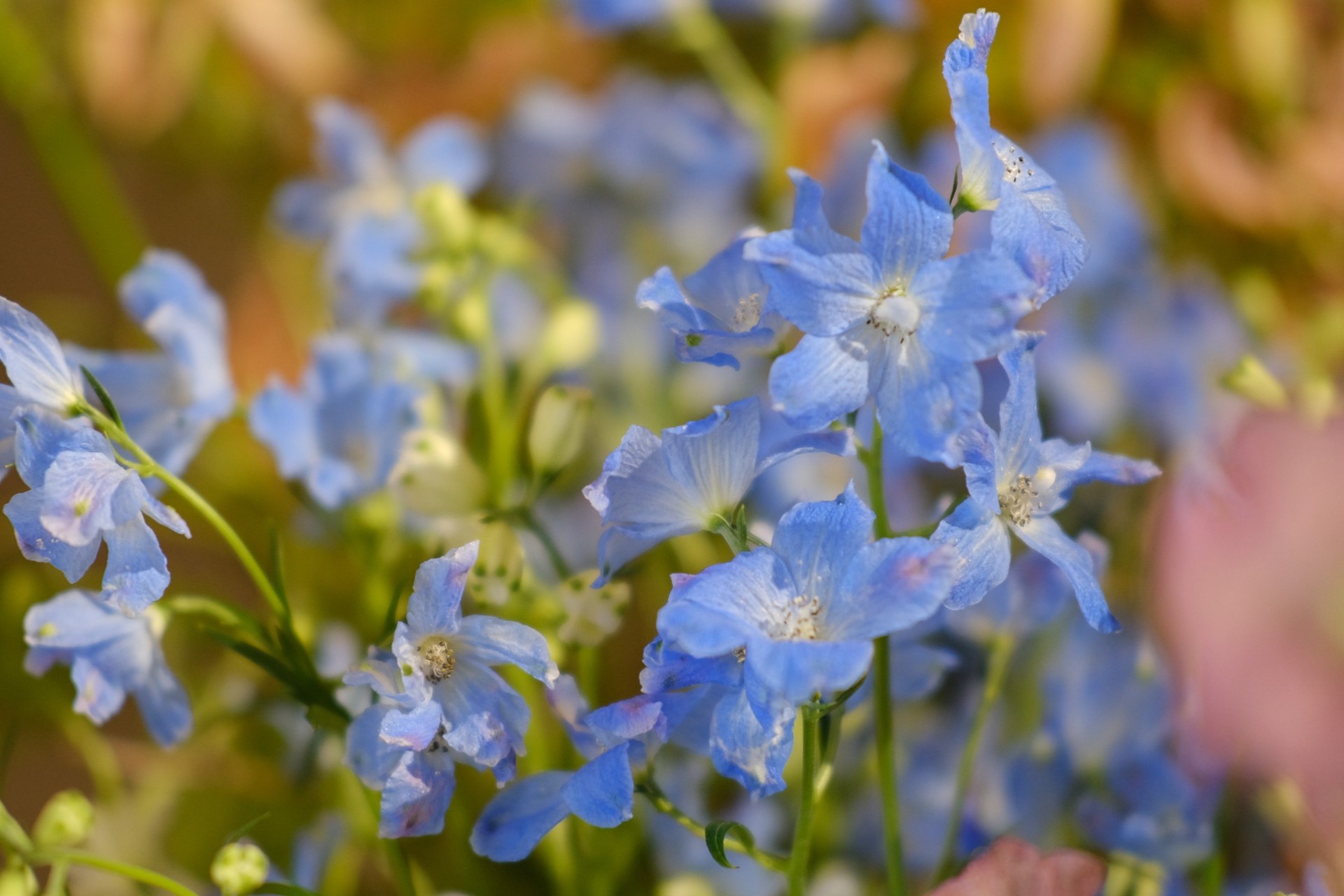 Blue delphinium bouquet